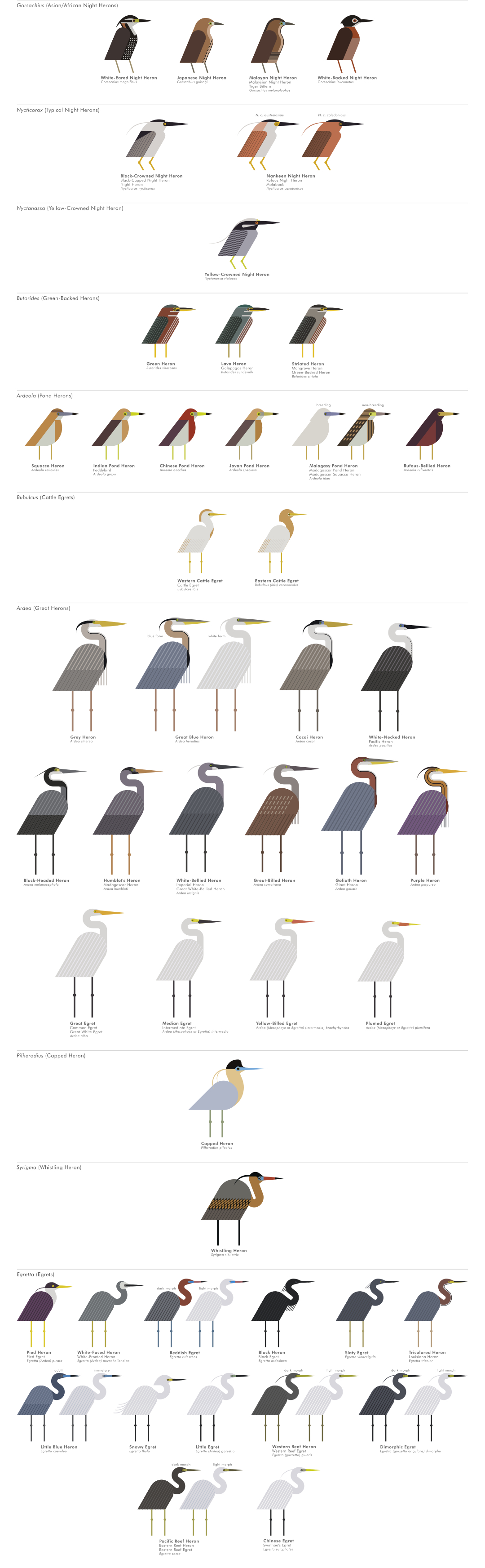 scott partridge - ave - avian vector encyclopedia - herons ardeidae Pelecaniformes - Pelecaniformes - vector bird art