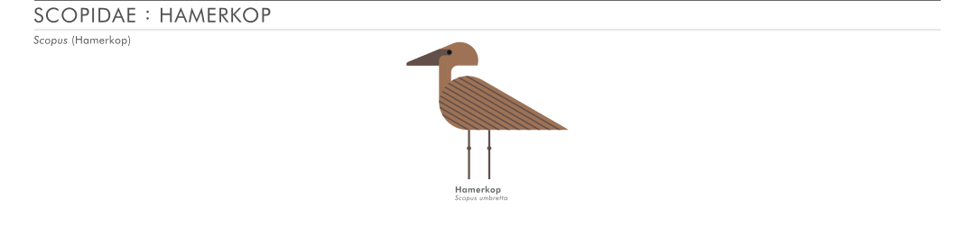 scott partridge - ave - avian vector encyclopedia - hamerkop - scopidae - Pelecaniformes - vector bird art