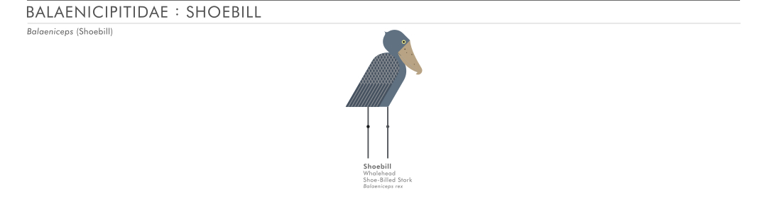 scott partridge - ave - avian vector encyclopedia - shoebill - Pelecaniformes - vector bird art