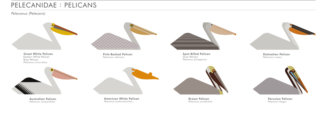 scott partridge - ave - avian vector encyclopedia - pelicans - Pelecaniformes - vector bird art