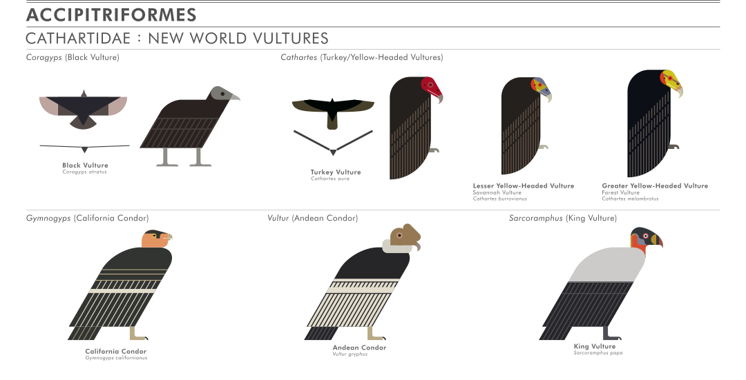 scott partridge - ave - avian vector encyclopedia - new world vultures Cathartidae - bird vector art