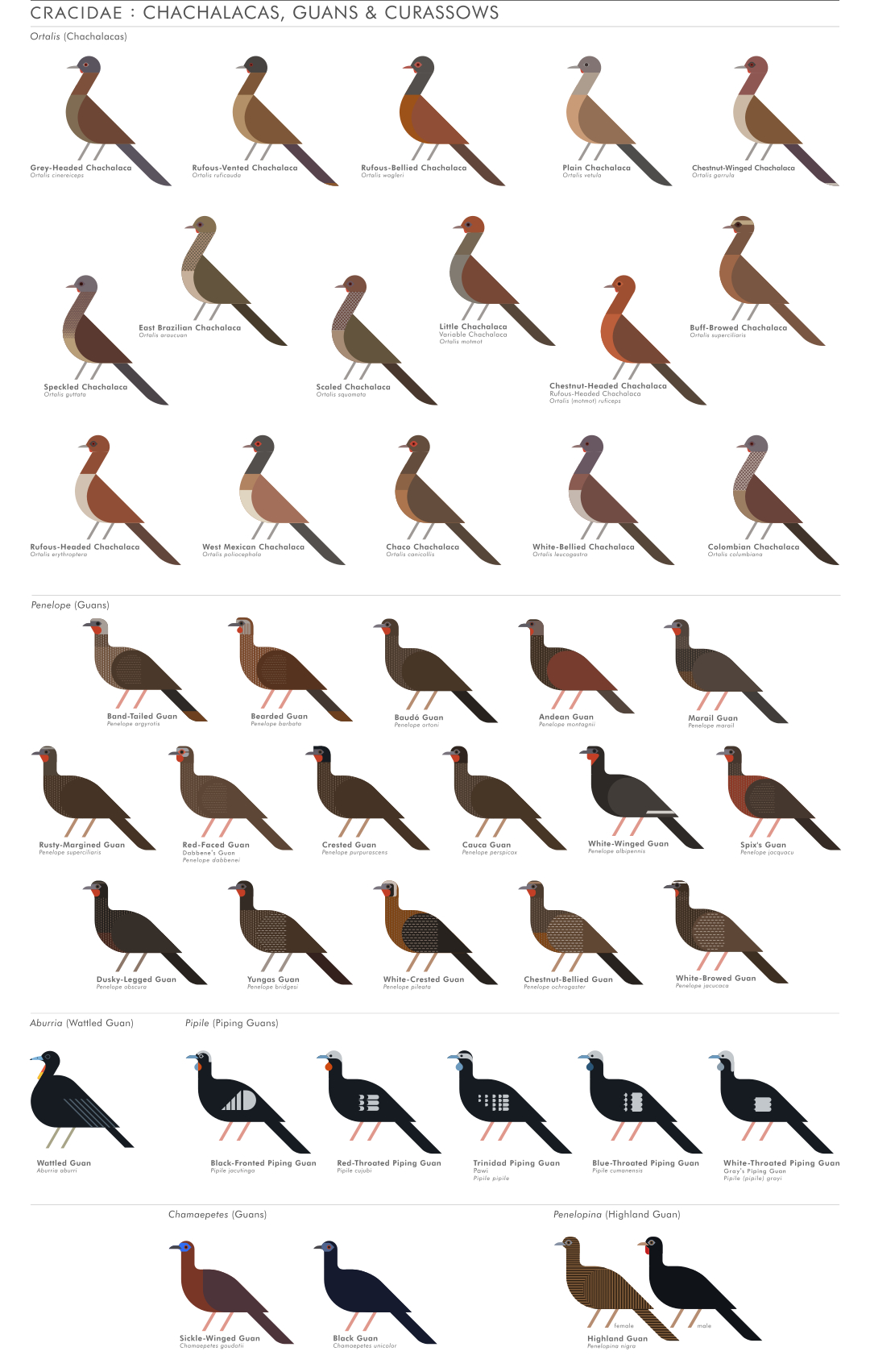 scott partridge - ave - avian vector encyclopedia - guans chachalaca cracidae - bird vector art