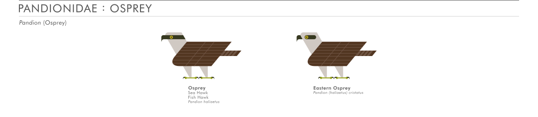 scott partridge - ave - avian vector encyclopedia - accipitriformes - osprey - bird vector art