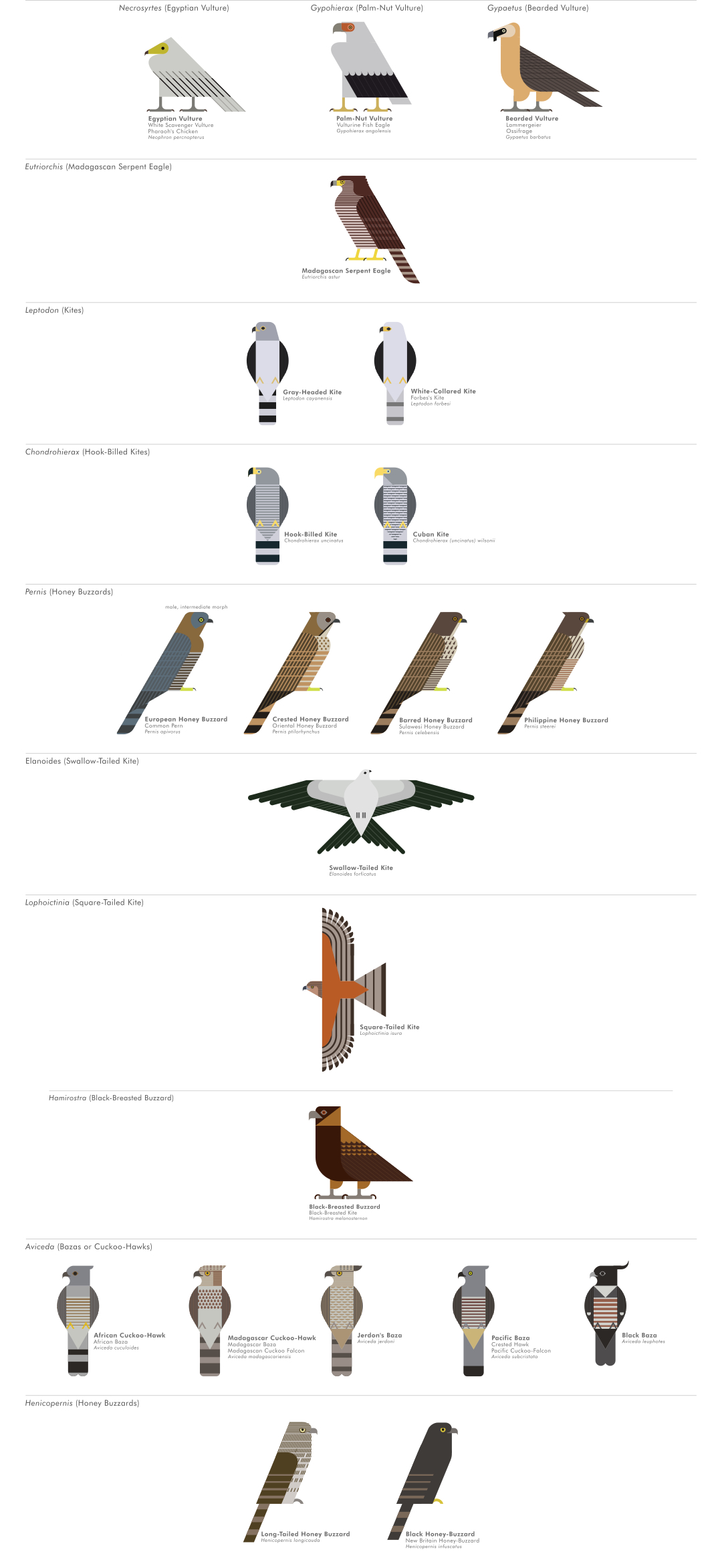 scott partridge - ave - avian vector encyclopedia - accipitriformes - bird vector art