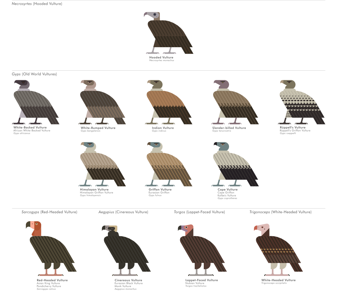 scott partridge - ave - avian vector encyclopedia - accipitriformes old world vultures - bird vector art