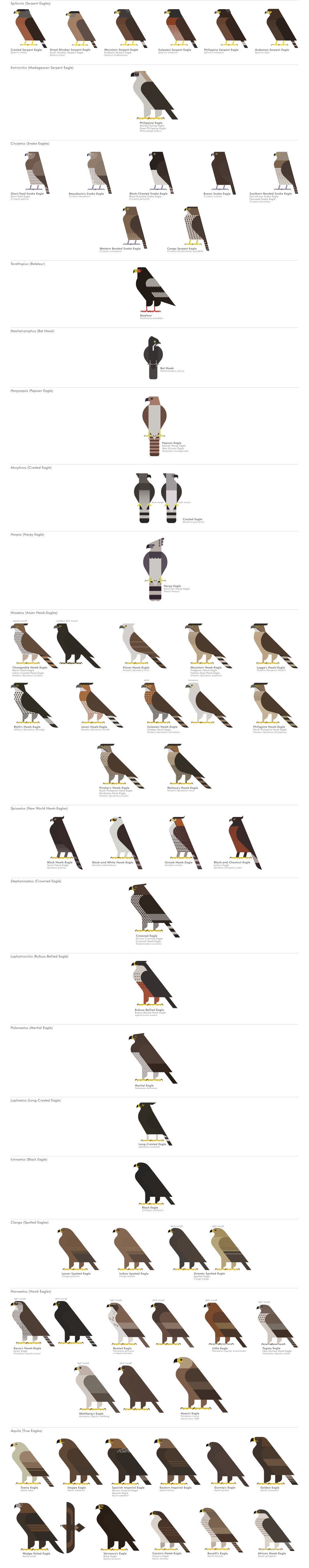 scott partridge - ave - avian vector encyclopedia - accipitriformes eagles - bird vector art