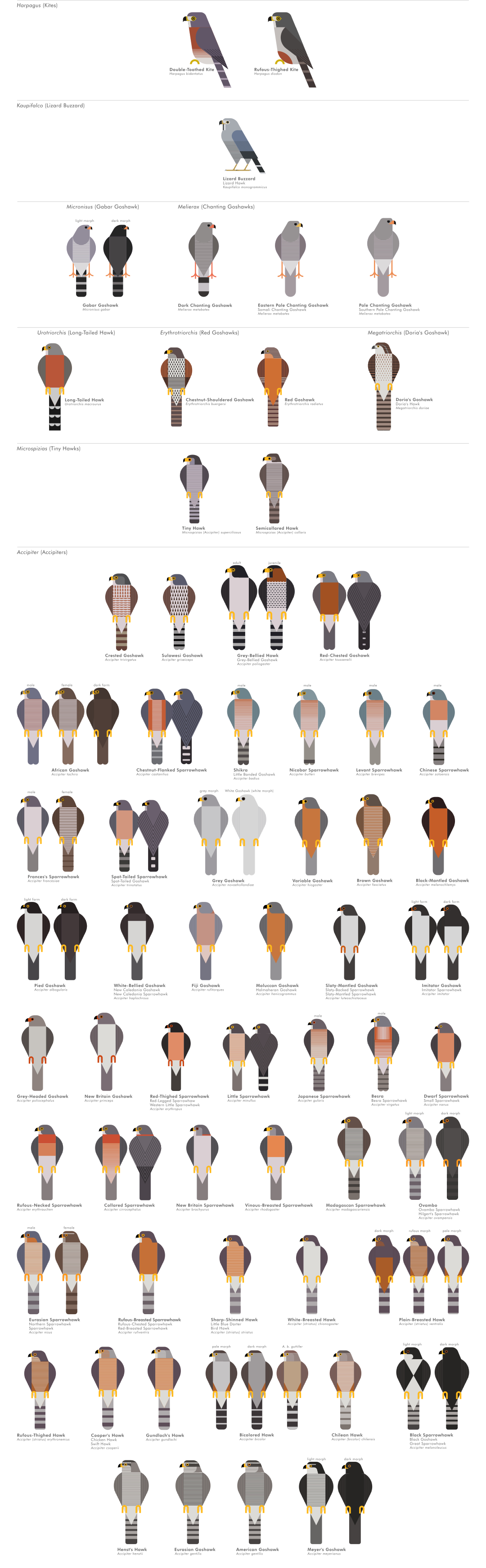 scott partridge - ave - avian vector encyclopedia - accipitriformes accipiters - bird vector art