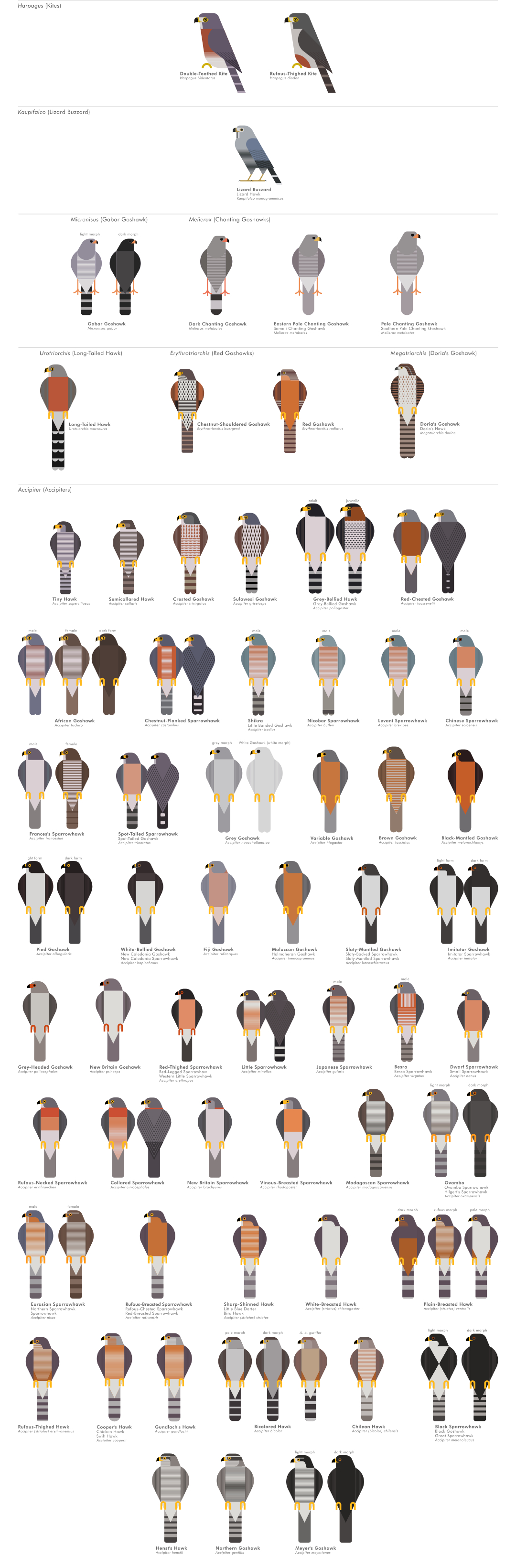 scott partridge - ave - avian vector encyclopedia - accipitriformes accipiters - bird vector art