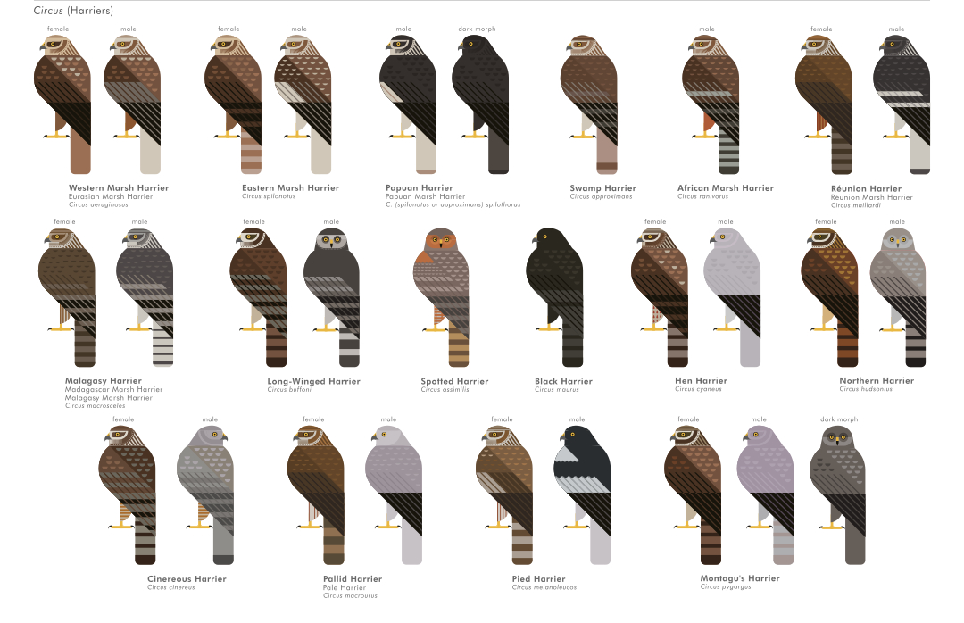 scott partridge - ave - avian vector encyclopedia - accipitriformes harriers - bird vector art