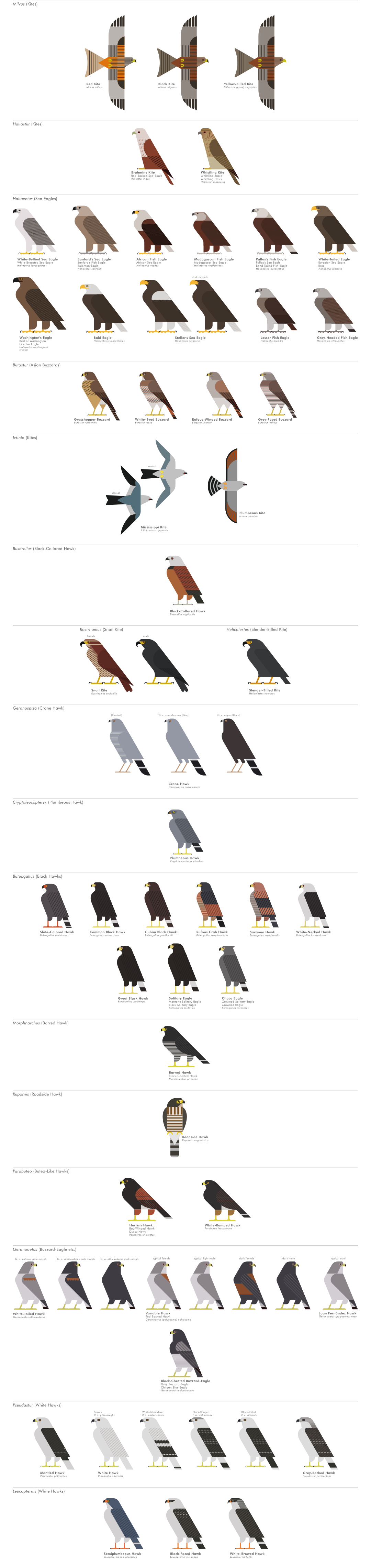 scott partridge - ave - avian vector encyclopedia - accipitriformes - bird vector art