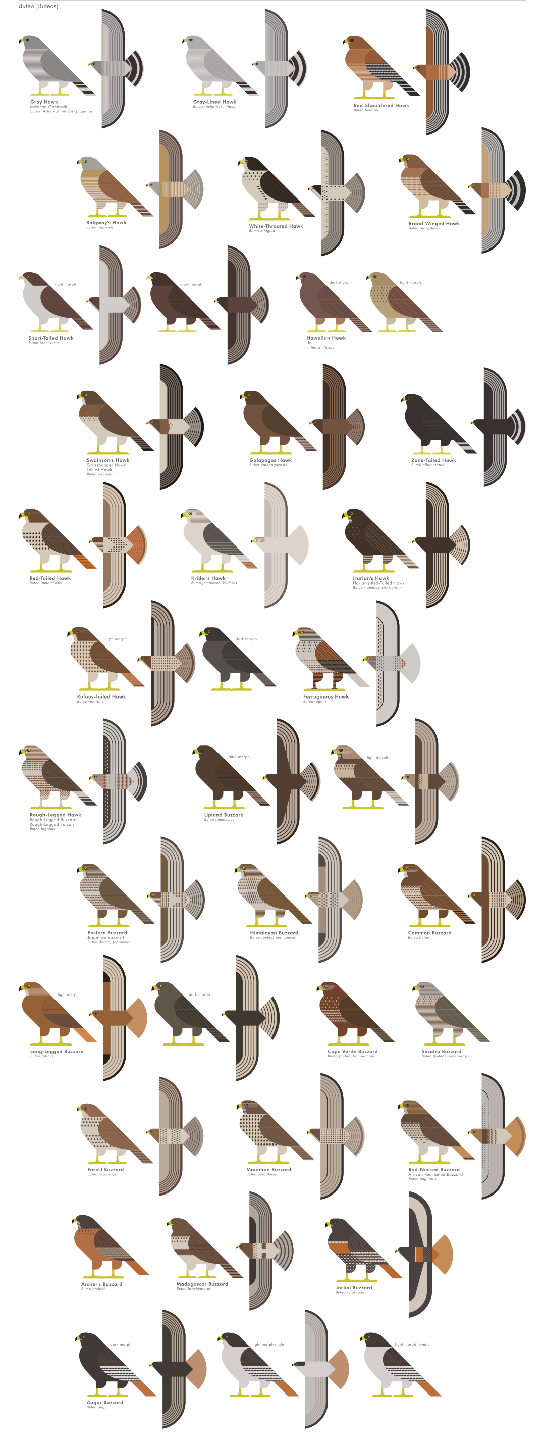 scott partridge - ave - avian vector encyclopedia - accipitriformes buteos - bird vector art