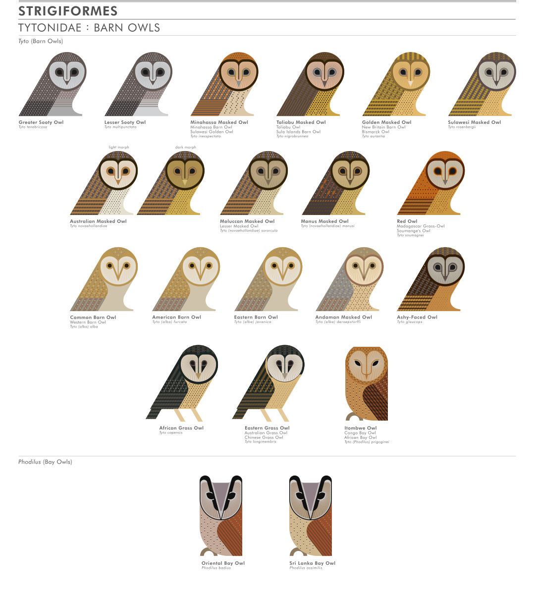 scott partridge - ave - avian vector encyclopedia - barn owls tytonidae