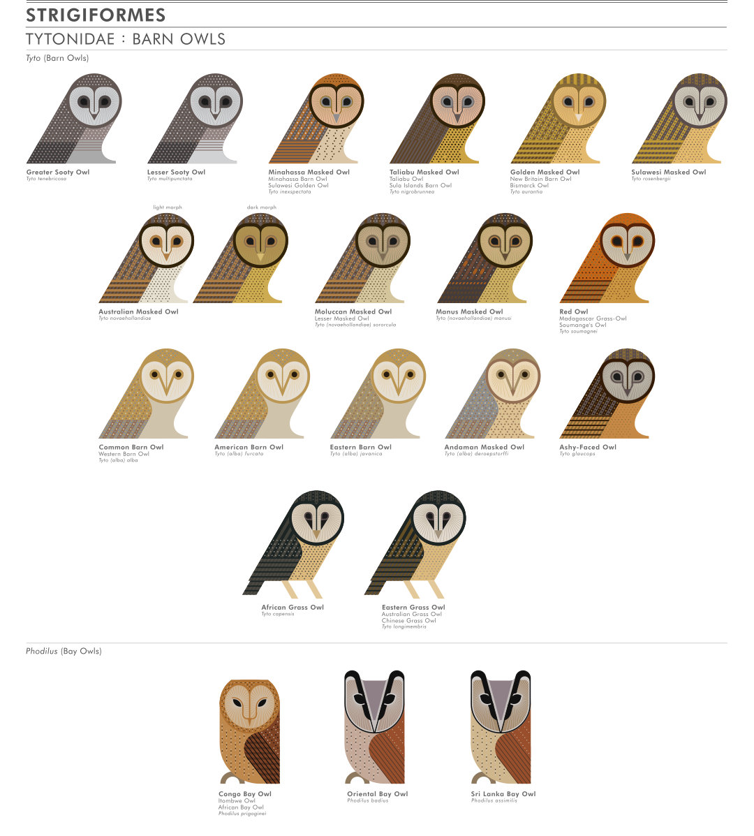 scott partridge - ave - avian vector encyclopedia - barn owls tytonidae