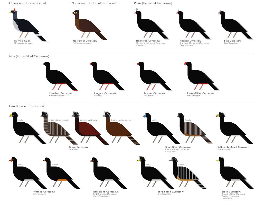 scott partridge - ave - avian vector encyclopedia - curassows cracidae - bird vector art