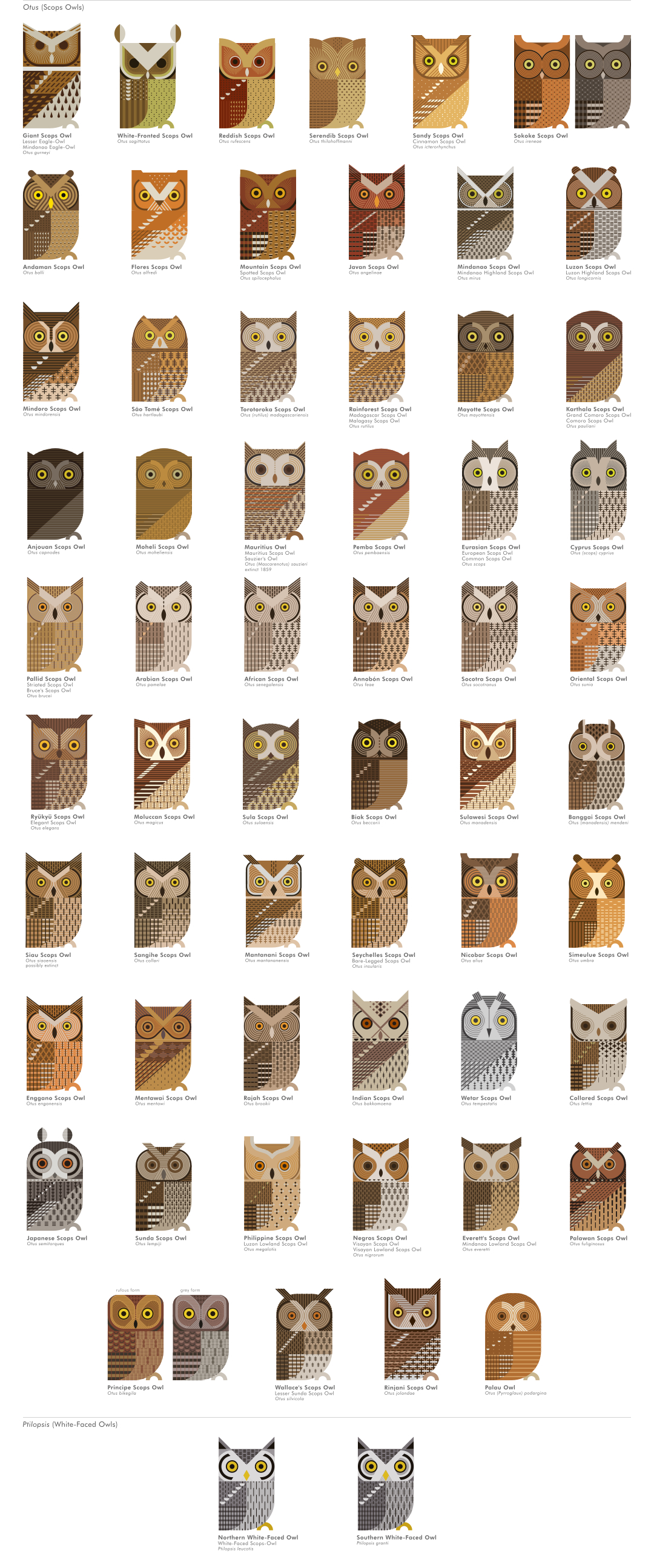 scott partridge - ave - avian vector encyclopedia - scops owls otus - strigidae - strigiformes - bird vector art