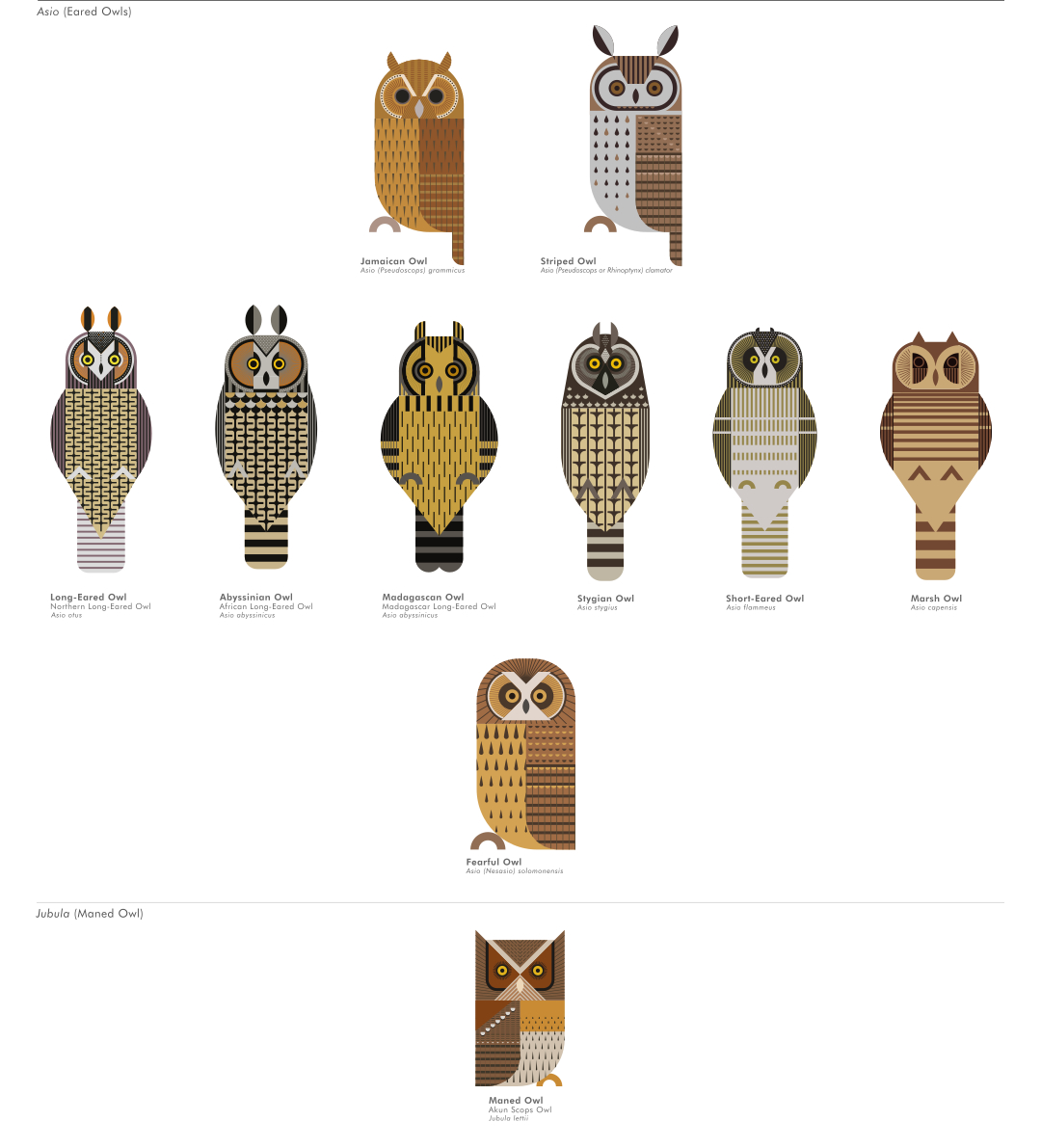 scott partridge - ave - avian vector encyclopedia - eared owls asio -  strigidae - strigiformes