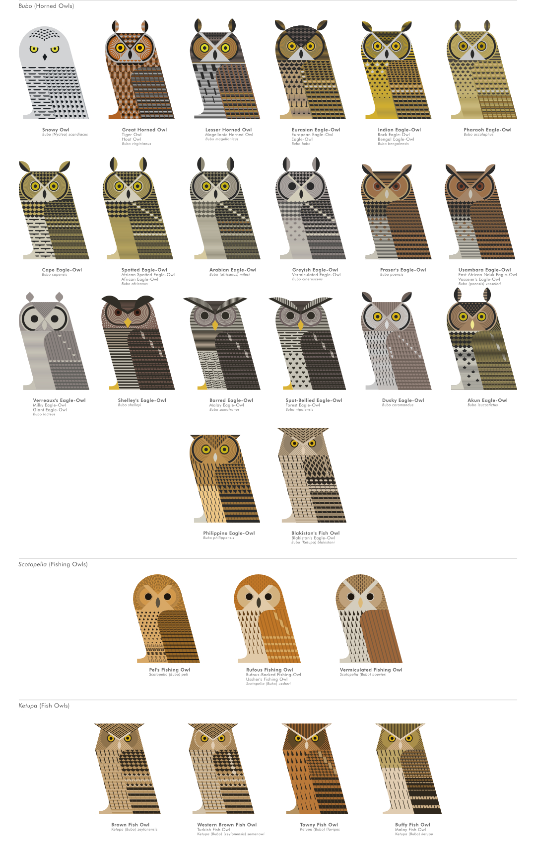 scott partridge - ave - avian vector encyclopedia - horned owls bubo -  strigidae - strigiformes