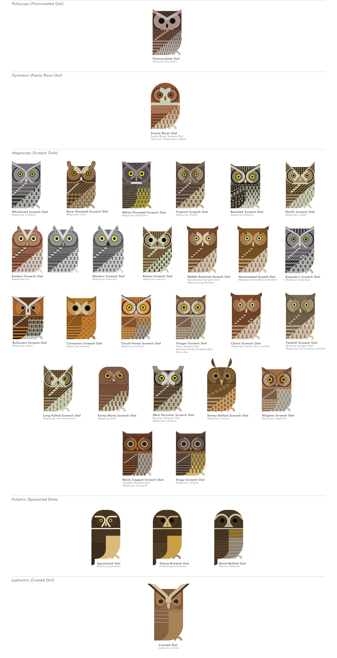 scott partridge - ave - avian vector encyclopedia - screech owls megascops -  strigidae - strigiformes