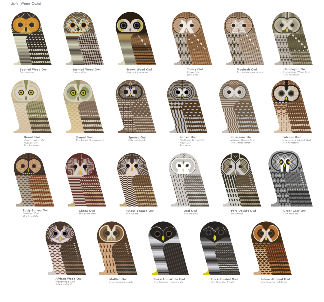 scott partridge - ave - avian vector encyclopedia - wood owls strix -  strigidae - strigiformes