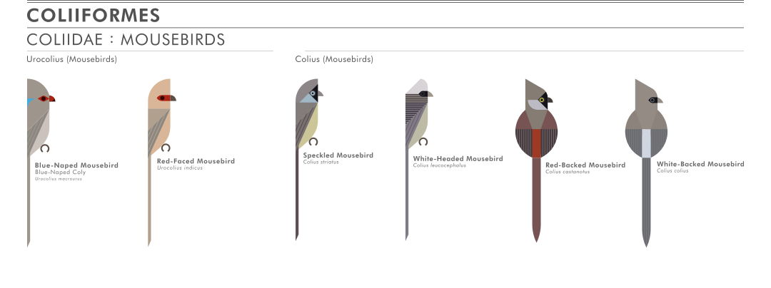 scott partridge - ave - avian vector encyclopedia - mousebirds COLIIDAE Coliiformes