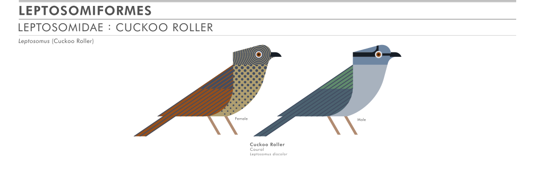 scott partridge - ave - avian vector encyclopedia - cuckoo roller LEPTOSOMIDAE LEPTOSOMIFORMES