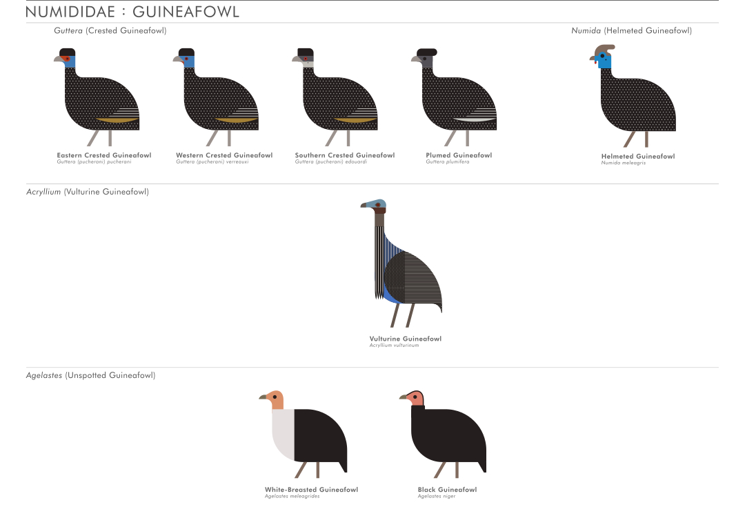 scott partridge - ave - avian vector encyclopedia - guineafowl numididae - bird vector art