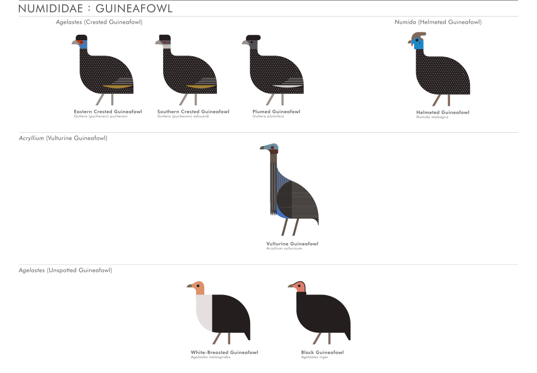 scott partridge - ave - avian vector encyclopedia - guineafowl numididae - bird vector art