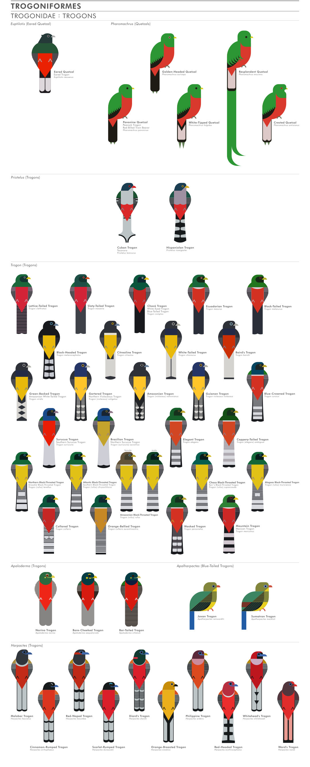 scott partridge - ave - avian vector encyclopedia - trogons trogonidae trogonifornes