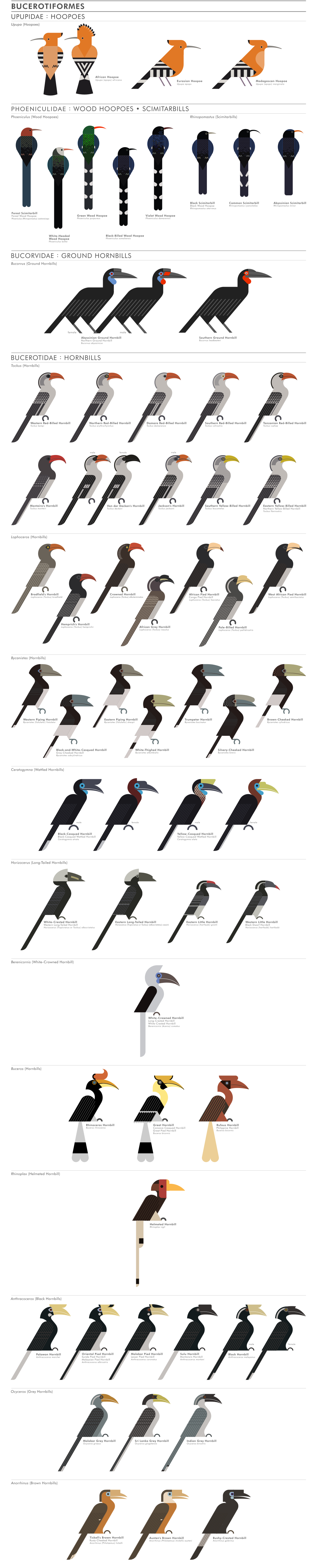 scott partridge - ave - avian vector encyclopedia - woodhoopoes scimitarbills hornbills bucerotiformes