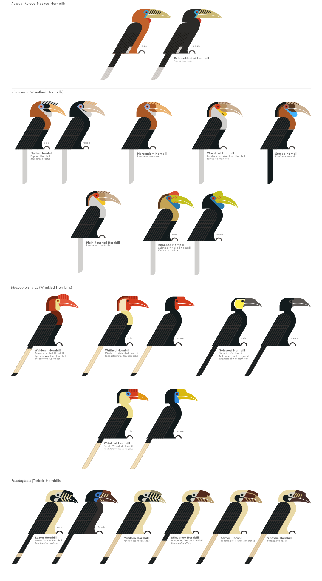 scott partridge - ave - avian vector encyclopedia - hornbills bucerotiformes