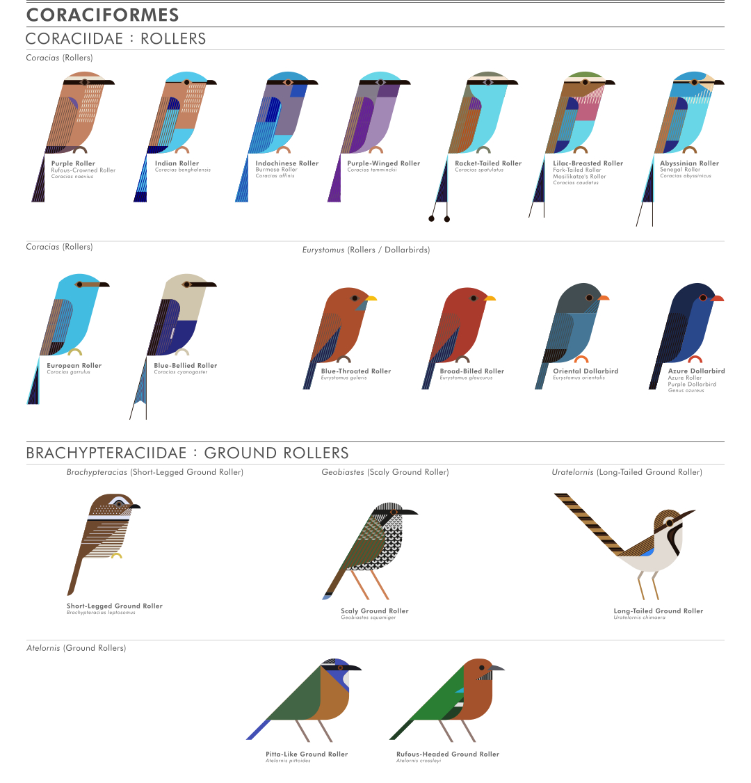 scott partridge - ave - avian vector encyclopedia - rollers dollarbirds CORACIDAE- bird vector art