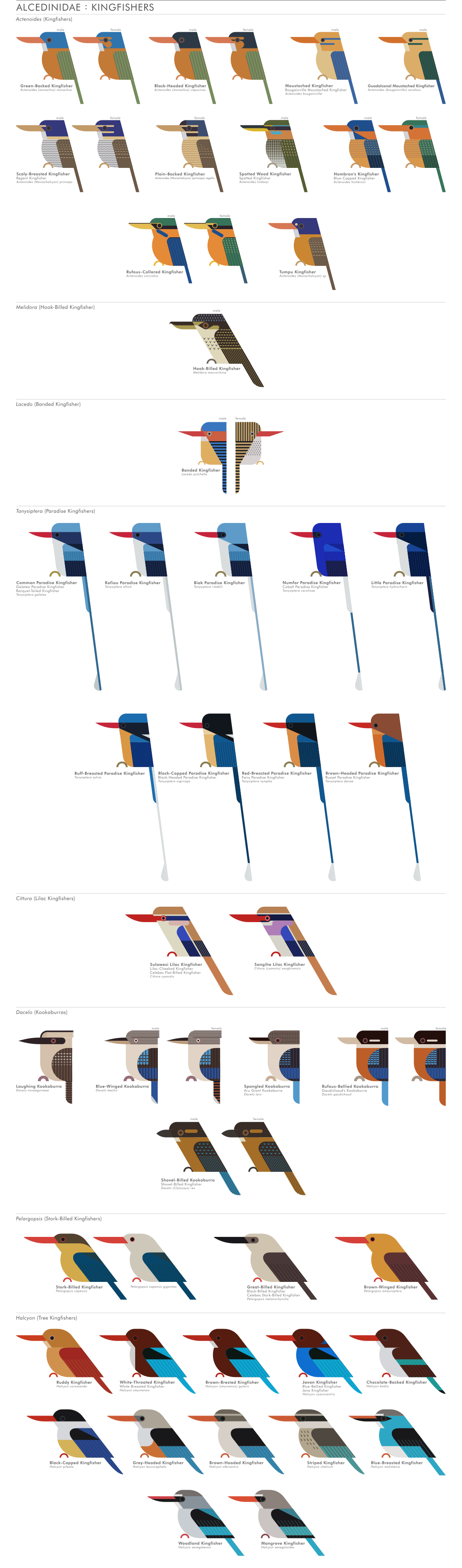 scott partridge - ave - avian vector encyclopedia - kingfishers alcedinidae CORACIIFORMES- bird vector art