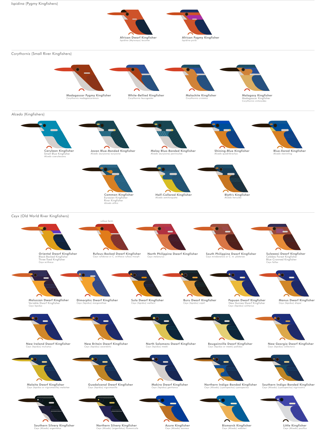 scott partridge - ave - avian vector encyclopedia - kingfishers alcedinidae CORACIIFORMES - bird vector art
