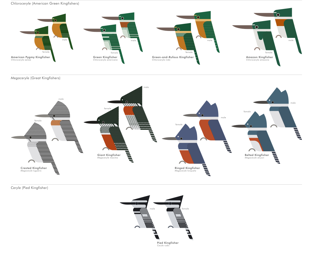 scott partridge - ave - avian vector encyclopedia - kingfishers alcedinidae CORACIIFORMES - bird vector art