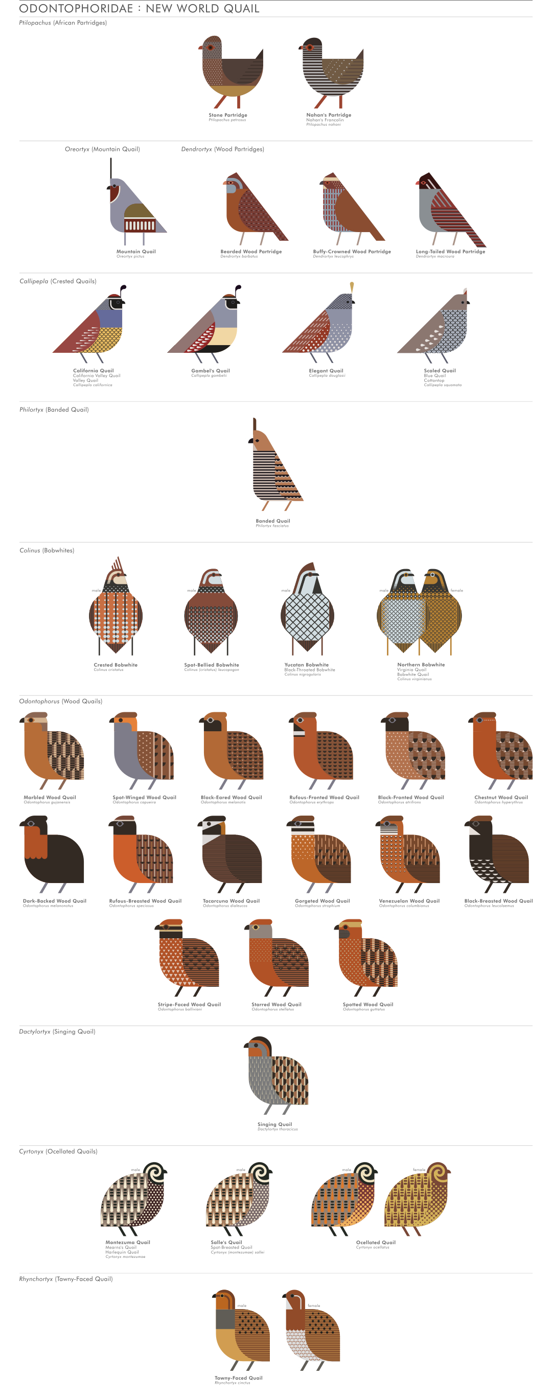 scott partridge - ave - avian vector encyclopedia - odontiphoridae - quail - bird vector art