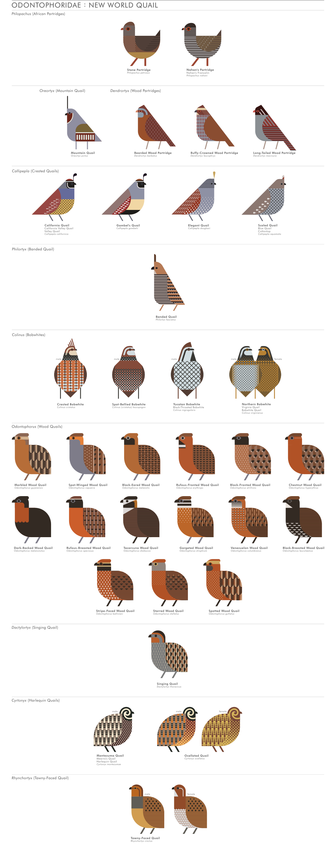 scott partridge - ave - avian vector encyclopedia - odontiphoridae - quail - bird vector art