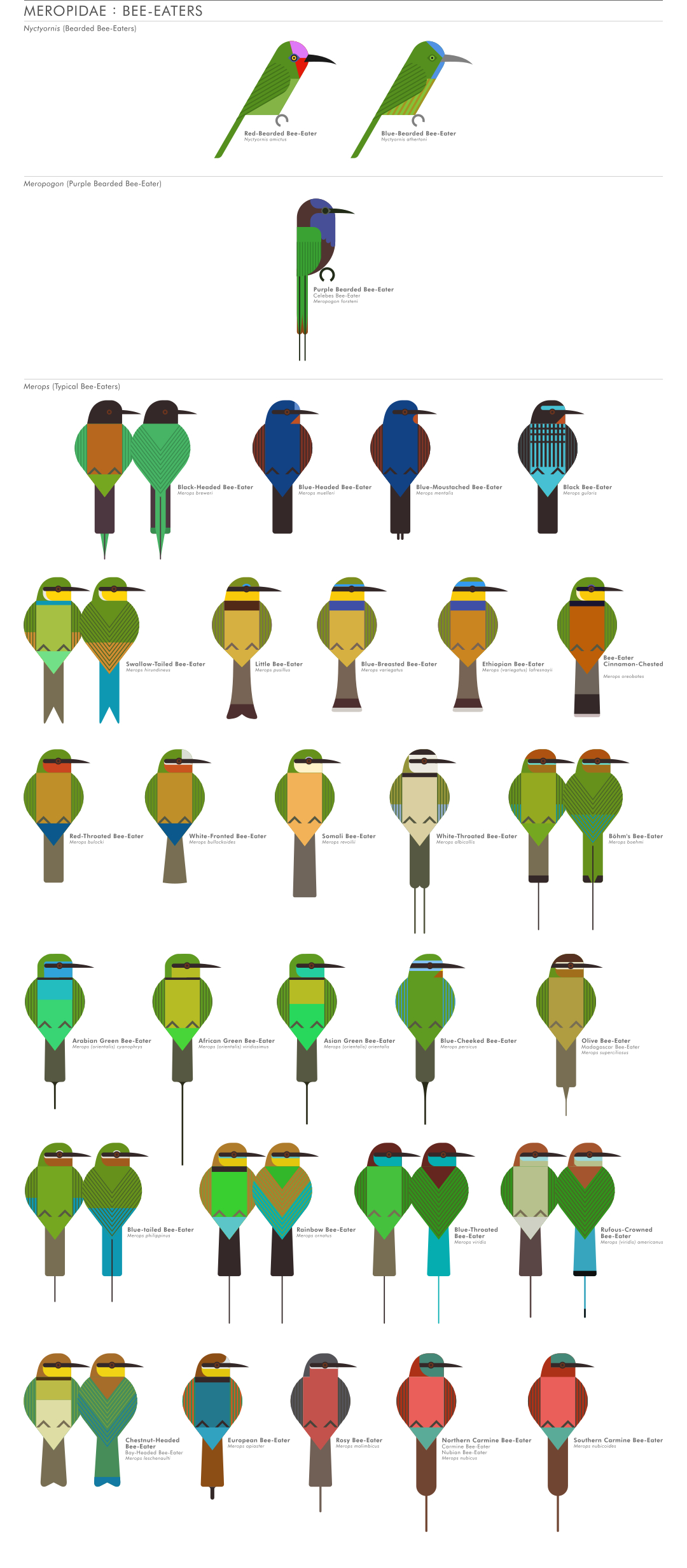 scott partridge - ave - avian vector encyclopedia - beeeaters CORACIIFORMES- bird vector art