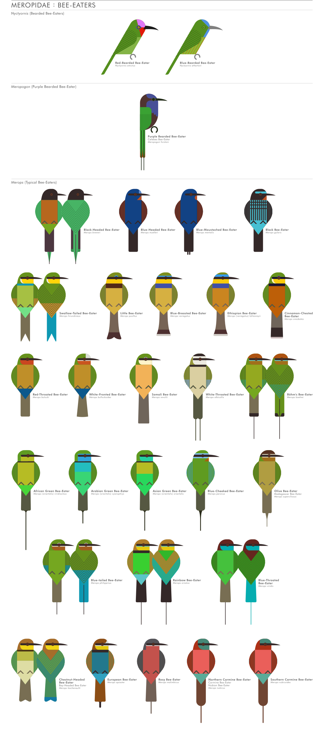 scott partridge - ave - avian vector encyclopedia - beeeaters CORACIIFORMES- bird vector art