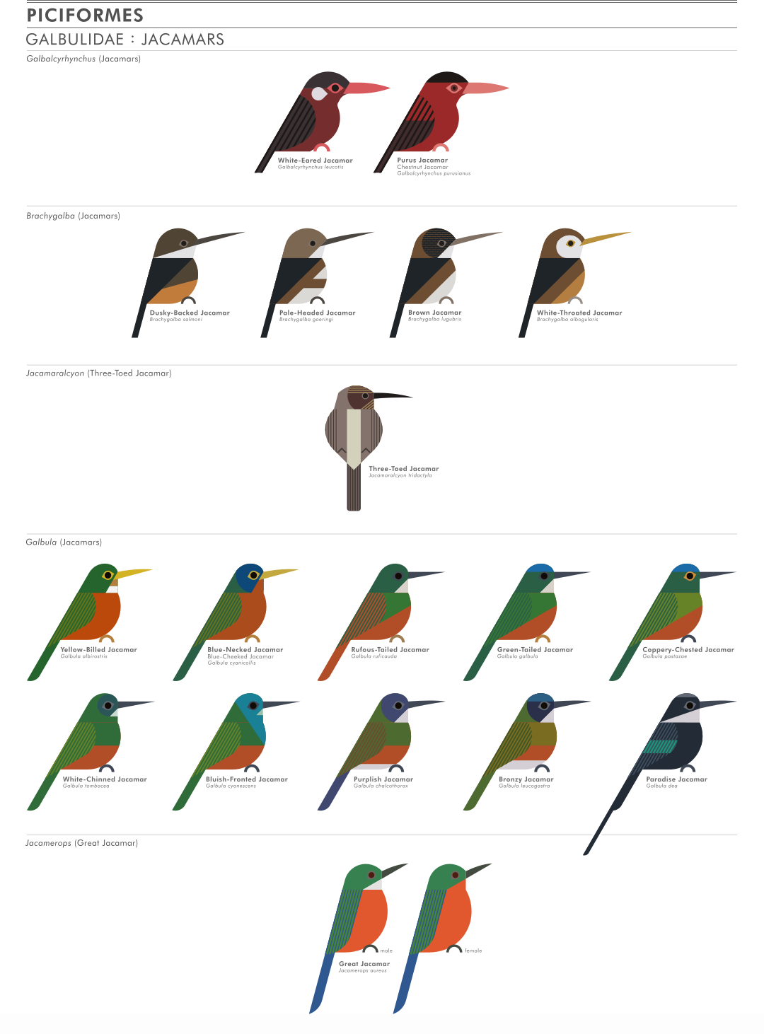 scott partridge - ave - avian vector encyclopedia - jacamars galbulidae piciformes - vector bird art