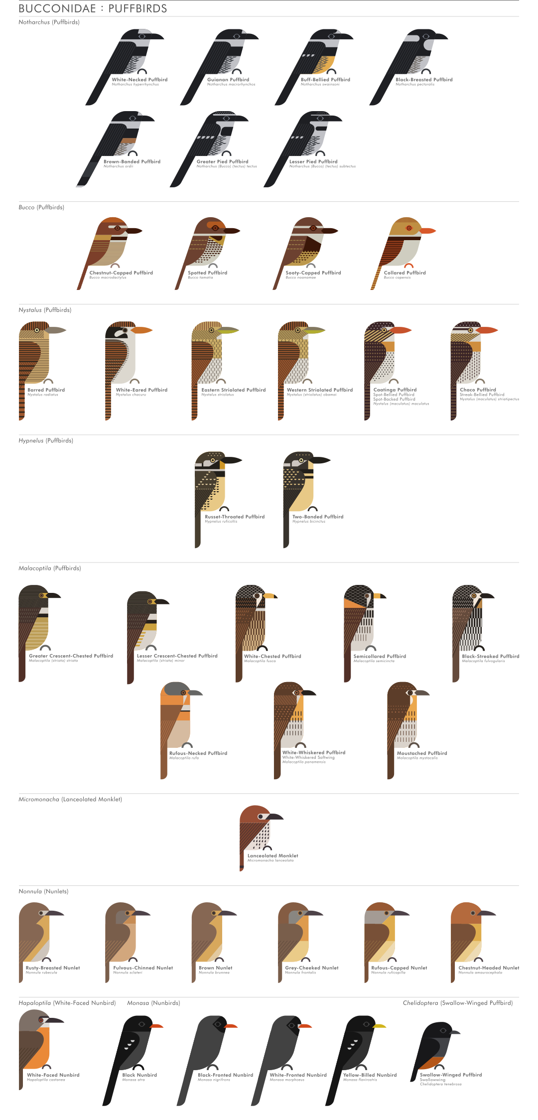 scott partridge - ave - avian vector encyclopedia - puffbirds Bucconidae piciformes - vector bird art