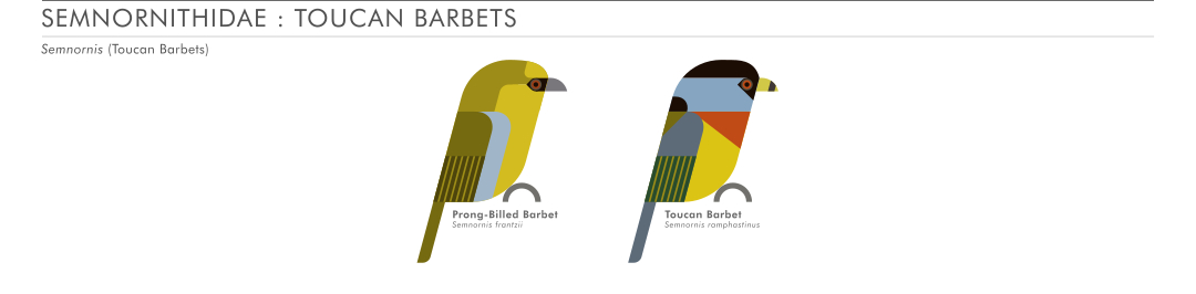 scott partridge - ave - avian vector encyclopedia - new world barbets Lybiidae piciformes - vector bird art