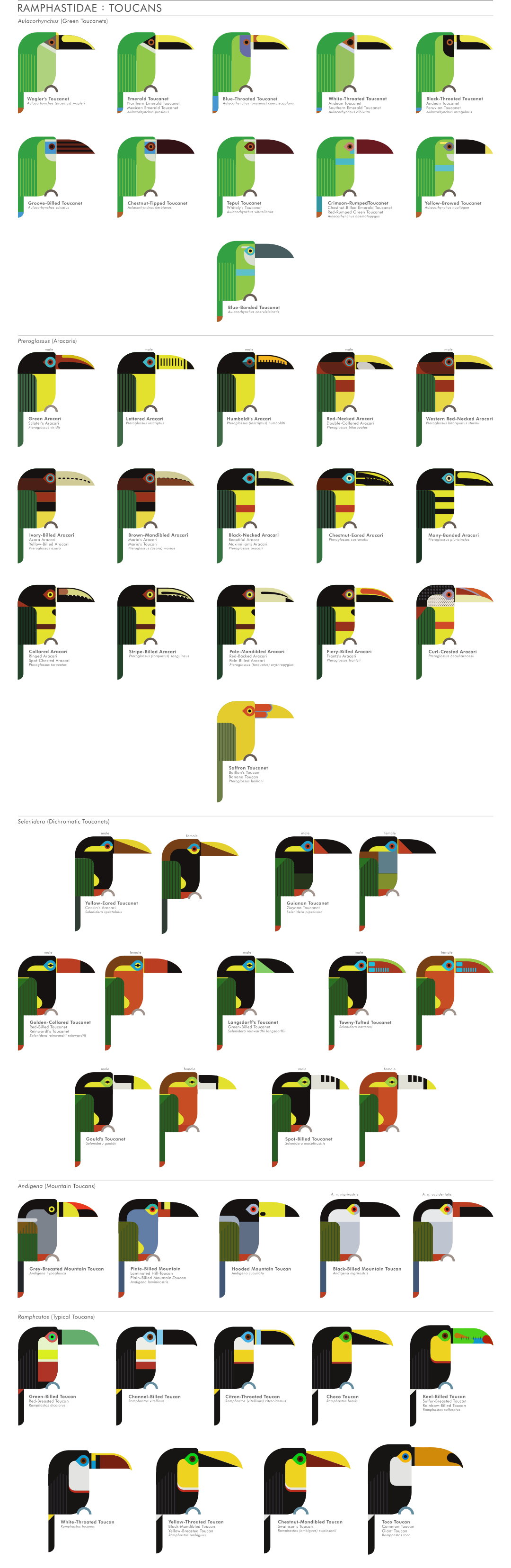 scott partridge - ave - avian vector encyclopedia - new world barbets Lybiidae piciformes - vector bird art