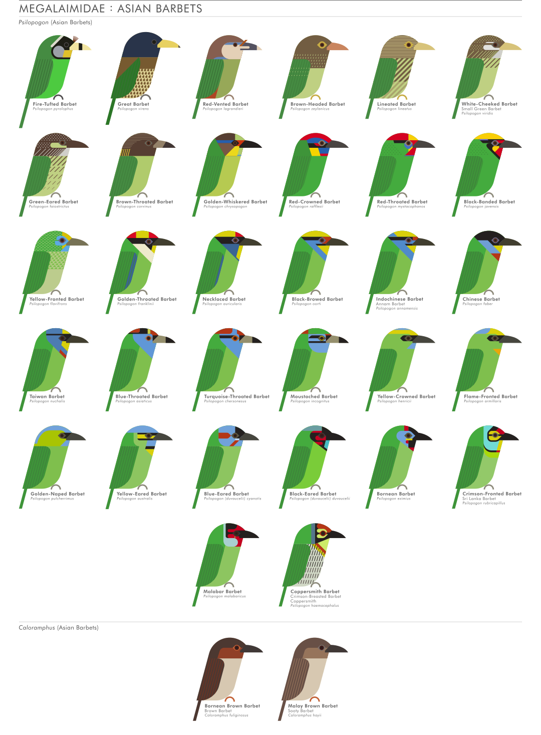scott partridge - ave - avian vector encyclopedia - asian barbets megalaimidae piciformes - vector bird art