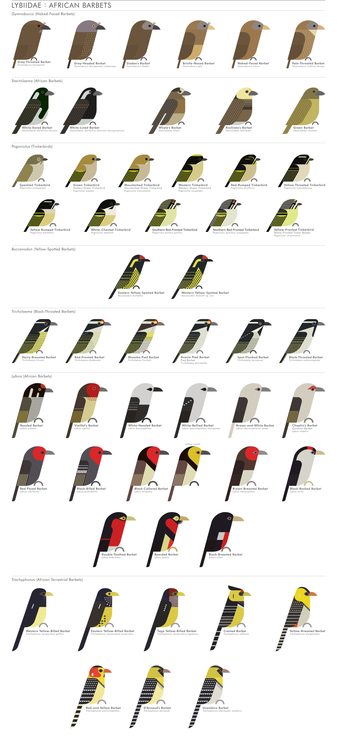 scott partridge - ave - avian vector encyclopedia - african barbets Lybiidae piciformes - vector bird art