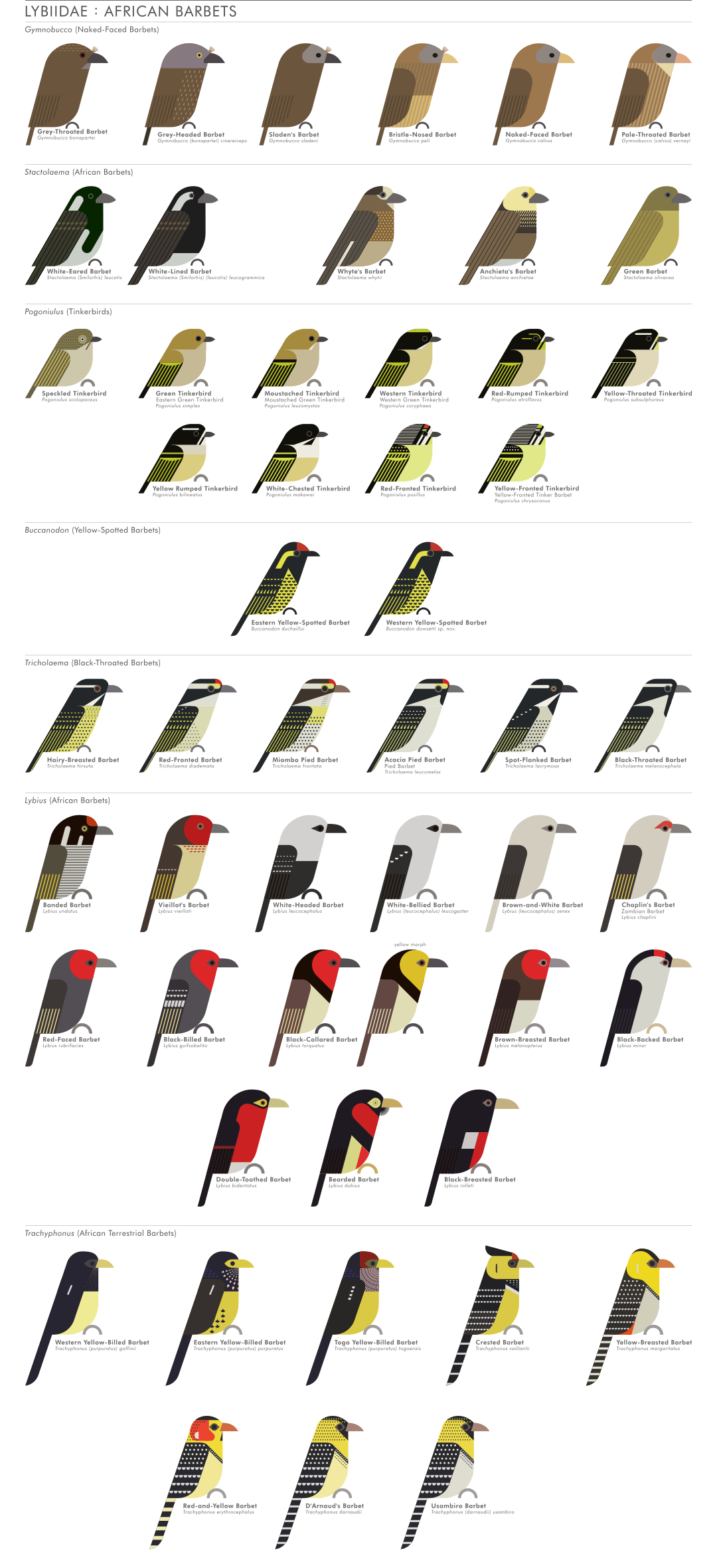 scott partridge - ave - avian vector encyclopedia - african barbets Lybiidae piciformes - vector bird art
