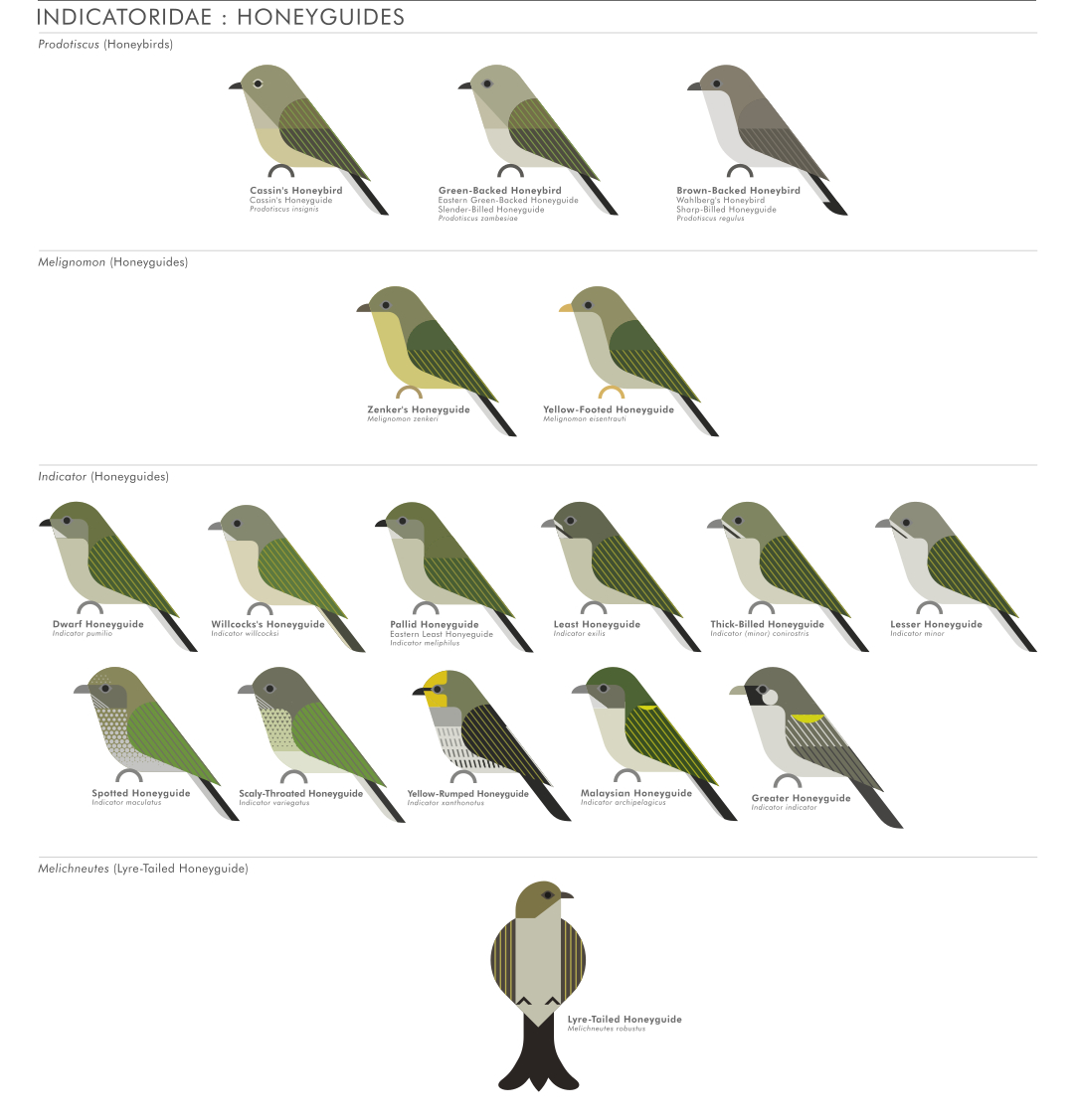 scott partridge - ave - avian vector encyclopedia - honeyguides - Indicatoridae - piciformes - vector bird art
