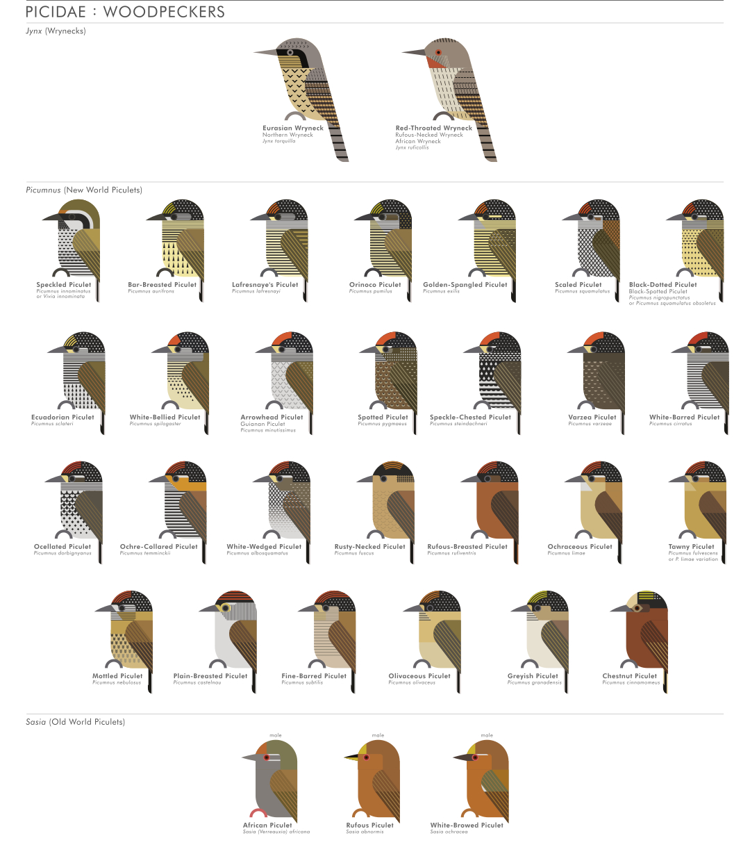 scott partridge - ave - avian vector encyclopedia - piculets - piciformes - vector bird art