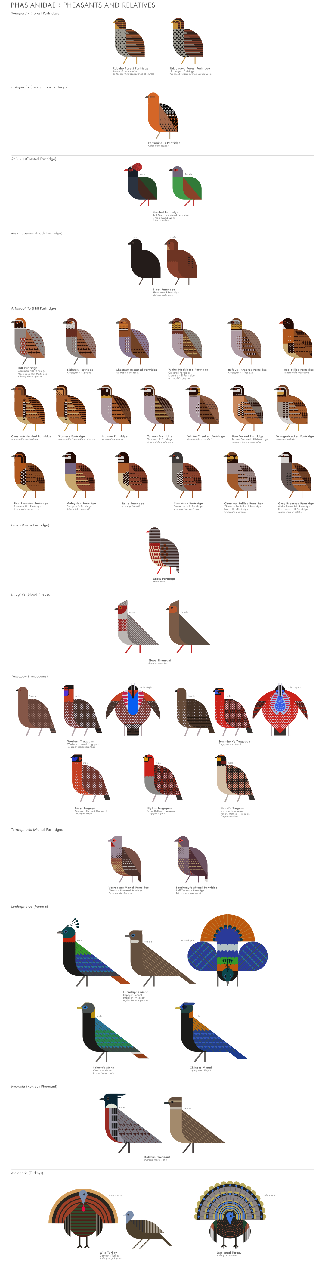 scott partridge - ave - avian vector encyclopedia - phasianidae - bird vector art