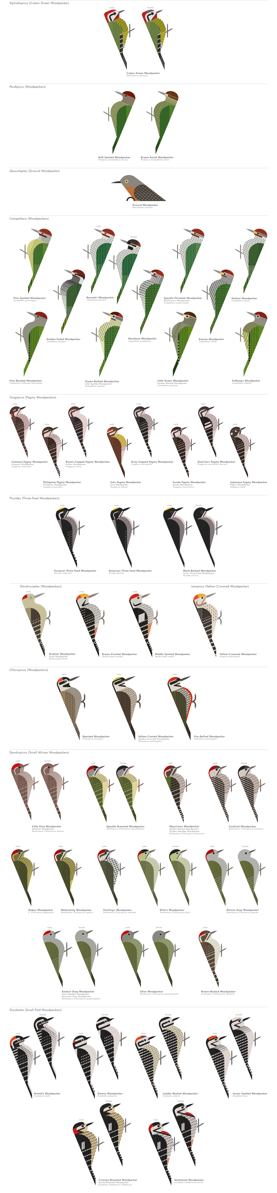 scott partridge - ave - avian vector encyclopedia - woodpeckers - piciformes - vector bird art