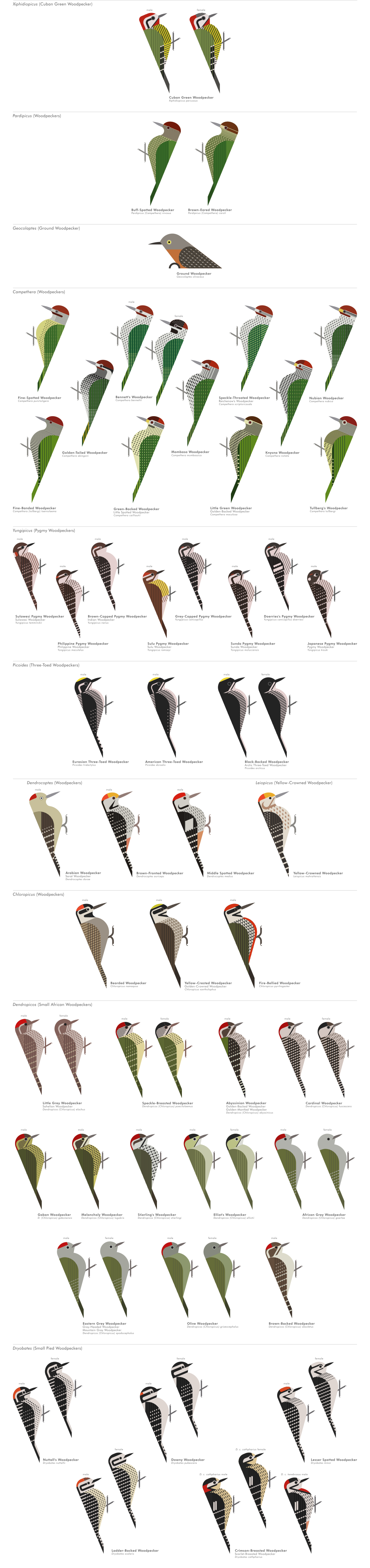 scott partridge - ave - avian vector encyclopedia - woodpeckers - piciformes - vector bird art